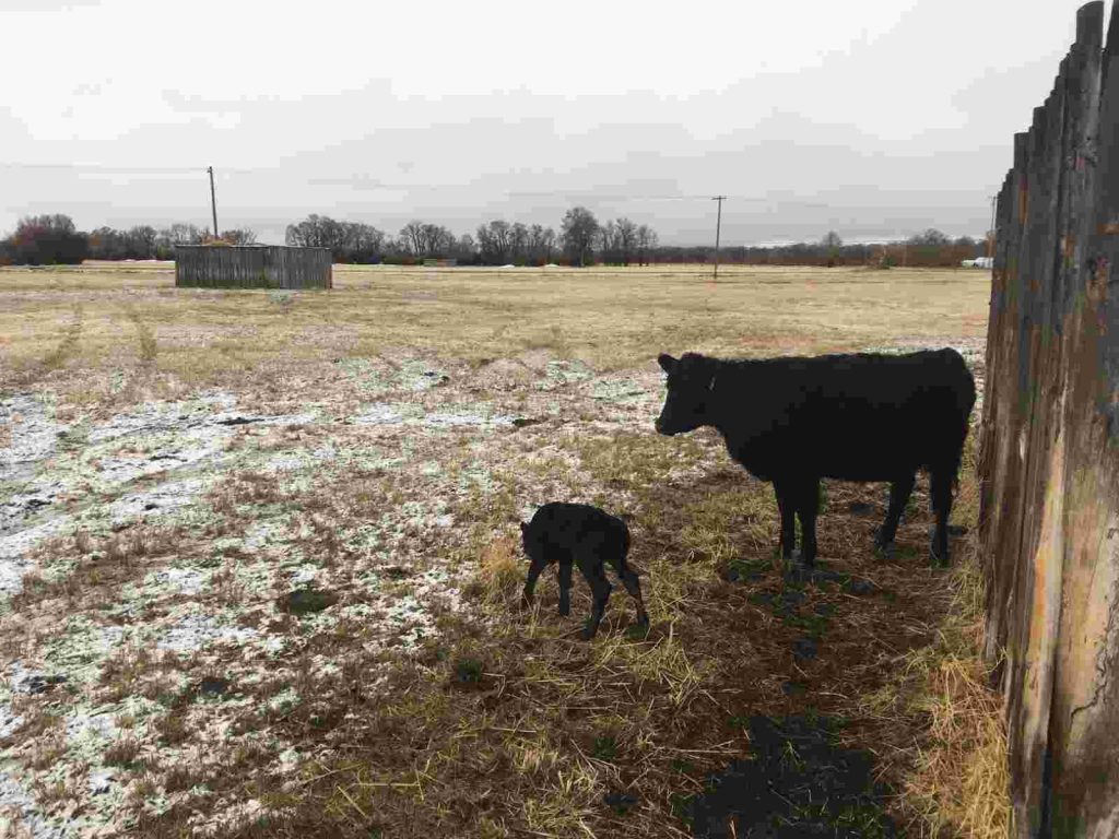 cow and calf