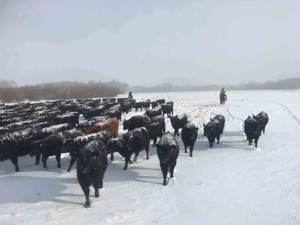 cow herd in the snow