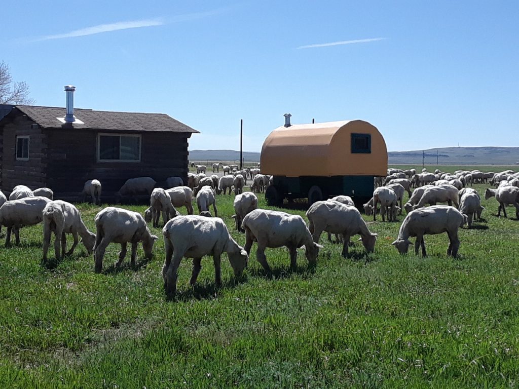 Sheep