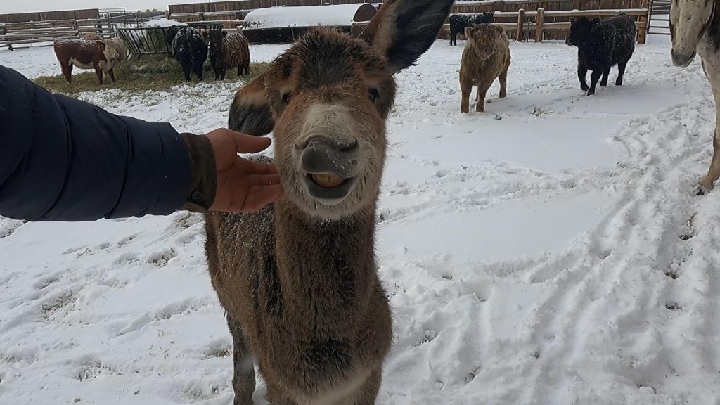 Baby Burro