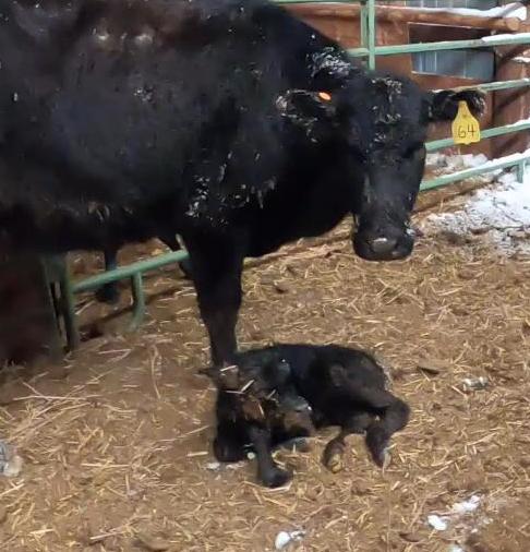 Baby Calf in Calf Sled