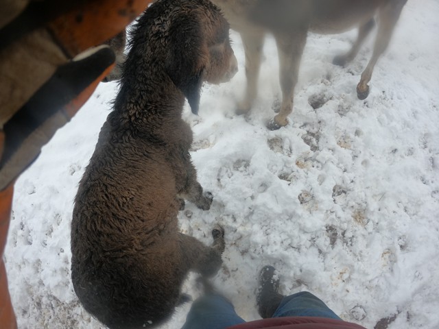 newborn foal