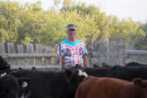 man working cows in a tie-dye t-shirt
