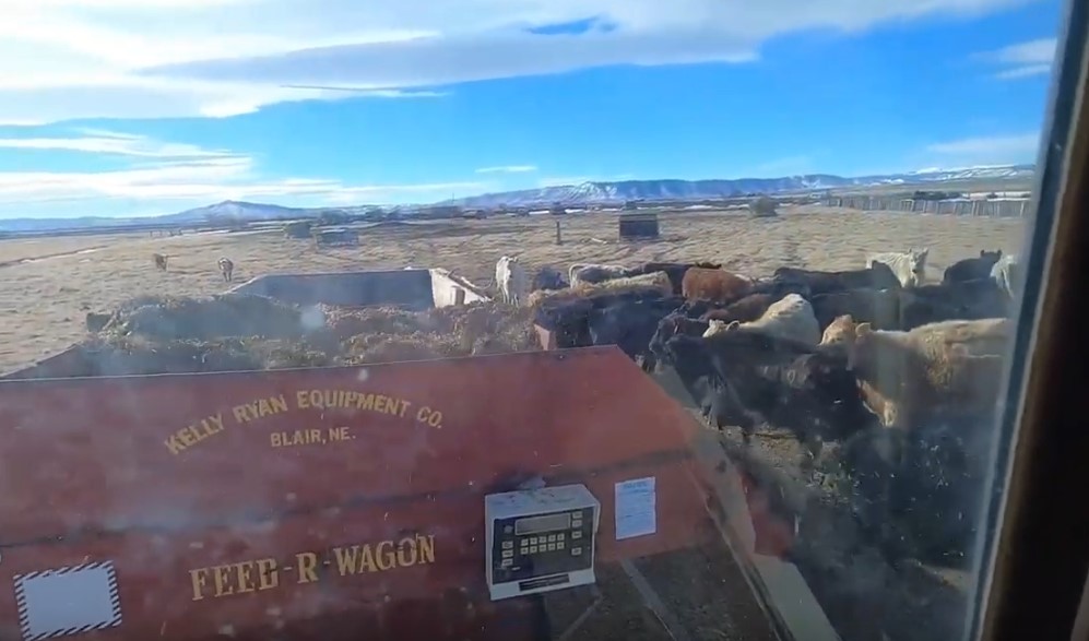 feeding cows