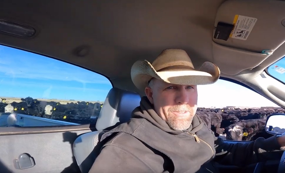 cowboy in a pickup surrounded by cows