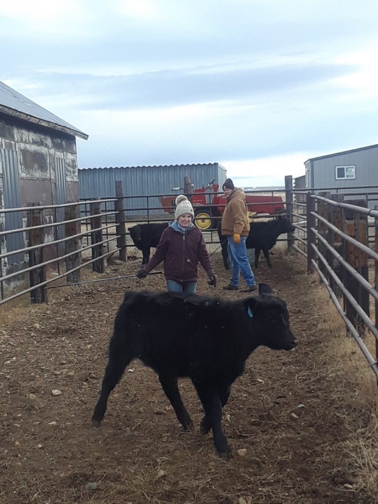 Working cows