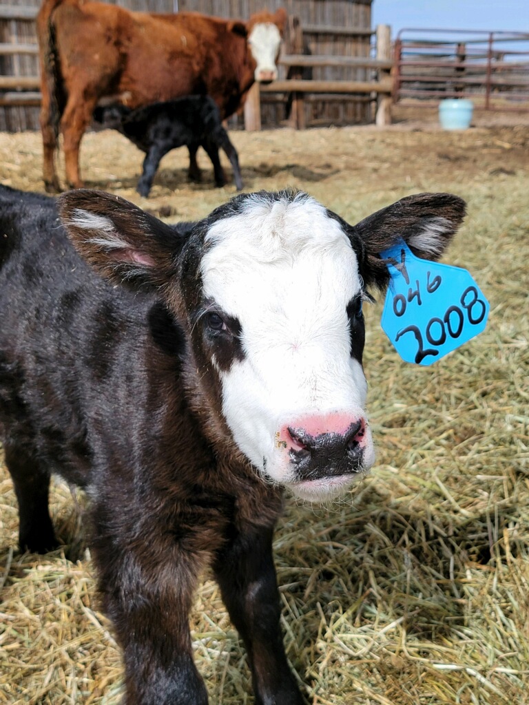 Born in Barn Thumbnail