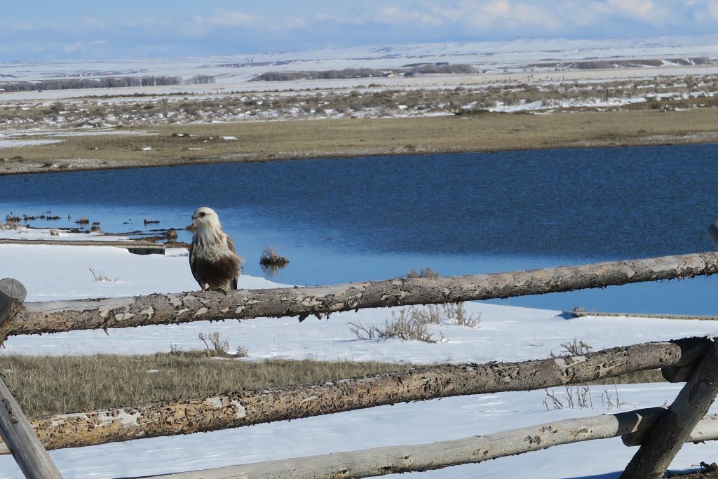 Bird, winter Dream Lake