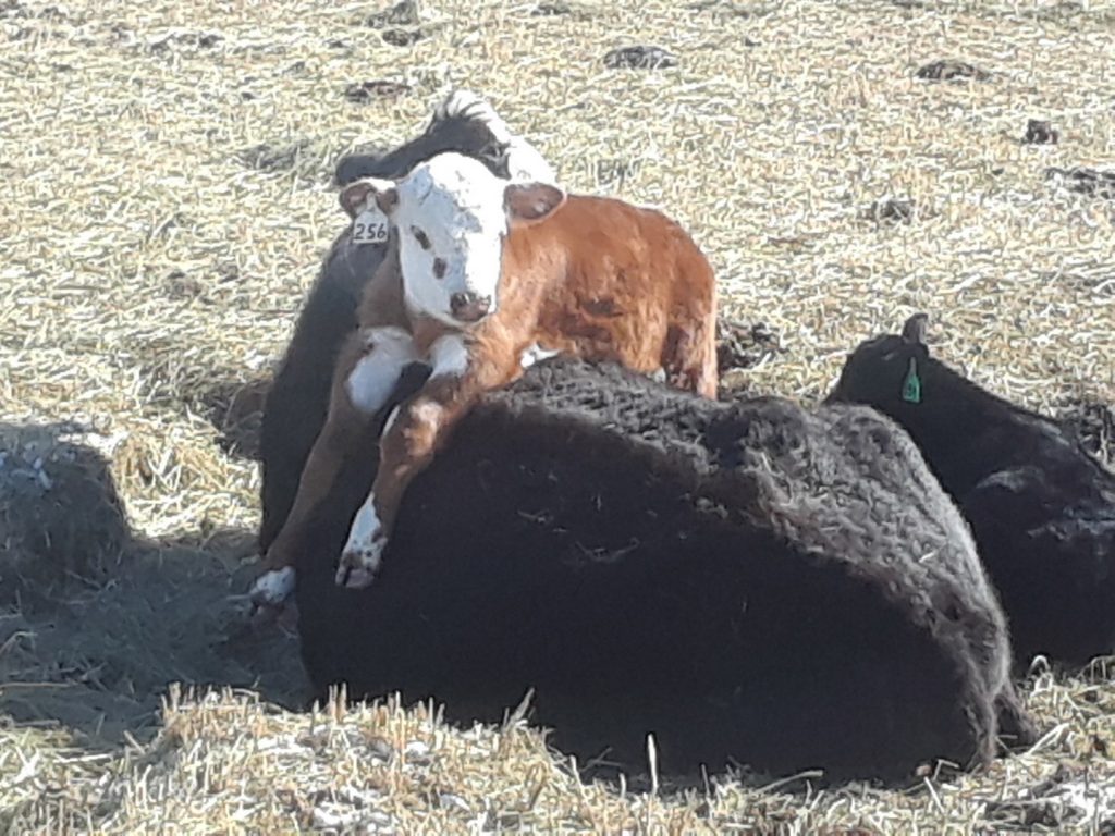 Cow, calf, pair