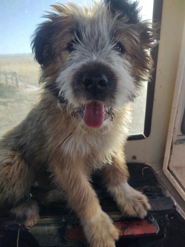 Puppy