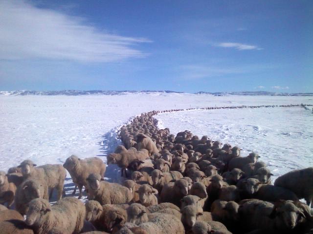Sheep, winter
