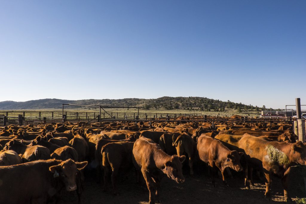 Cows