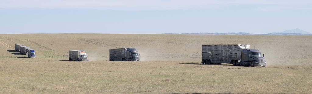 Cattle Trucks