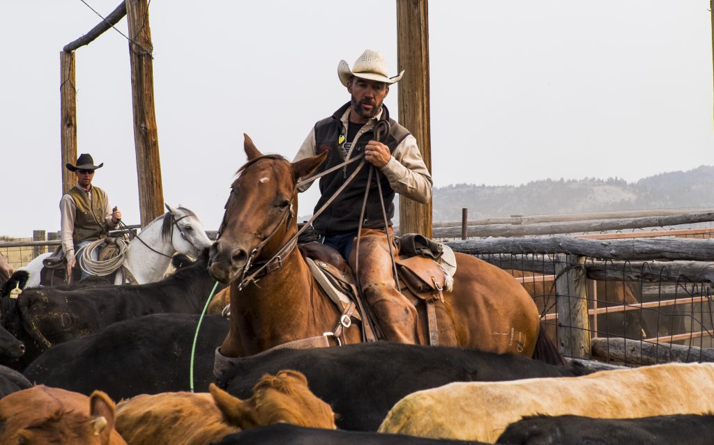 Cows, Cowboy
