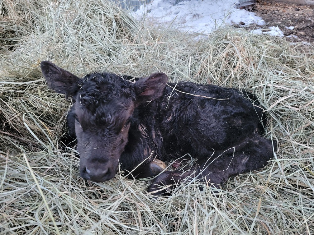Calf