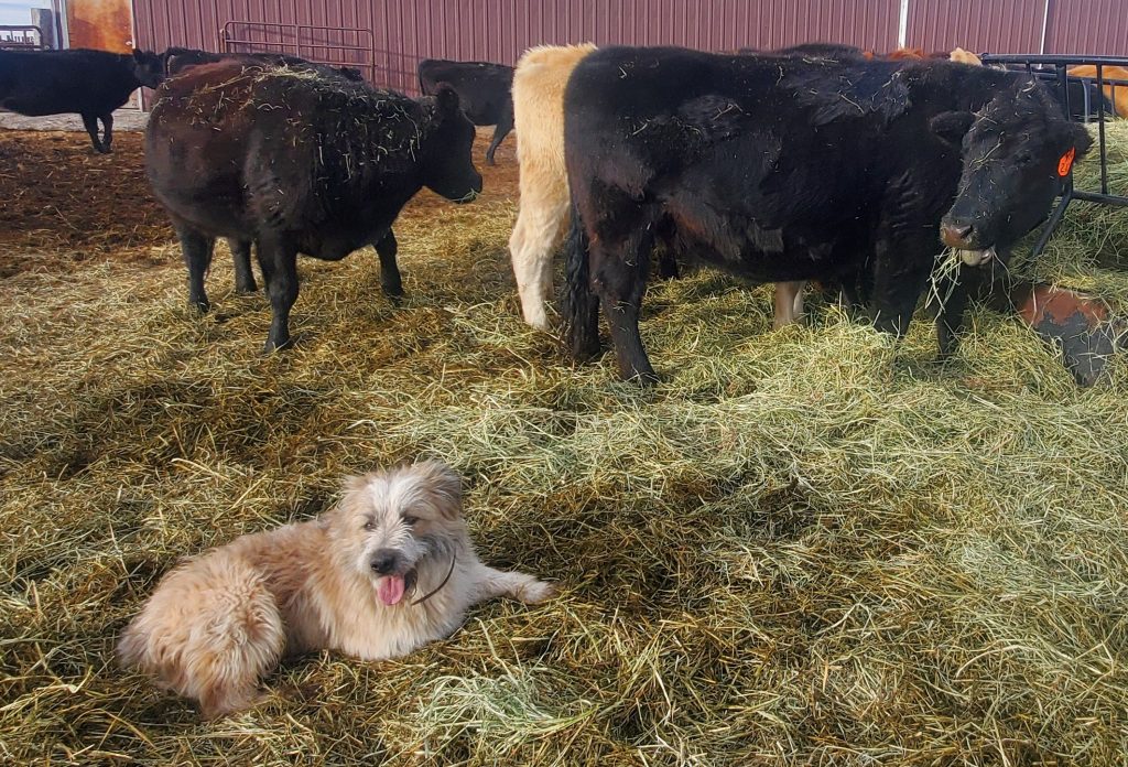 Dog, Cows