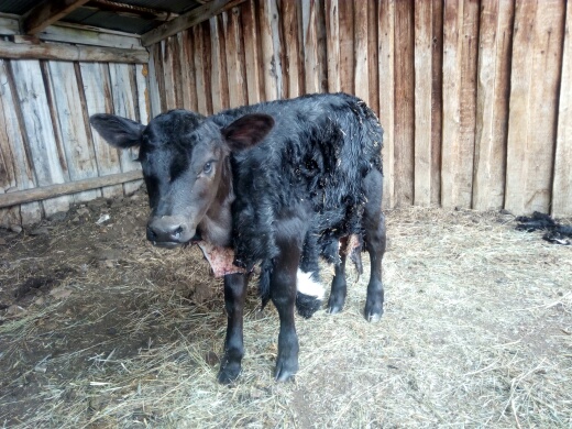 Calf