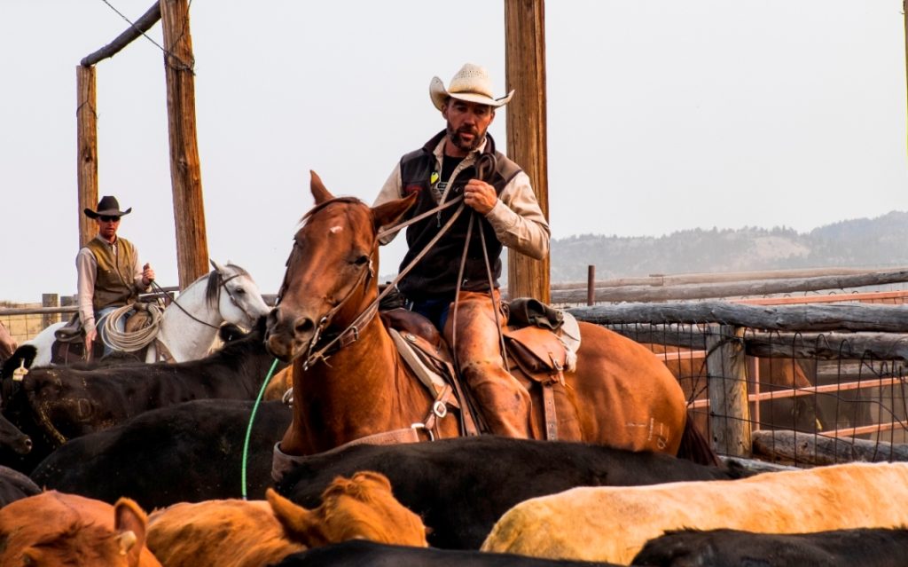 Cowboy, Horse, Cows