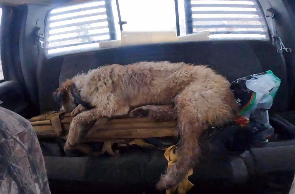 Tired dog in truck