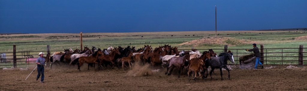 Soaphole, wild horses