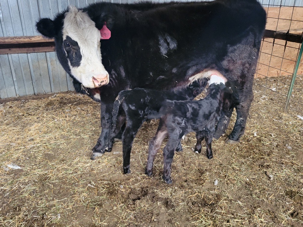 Cows, calves, twins
