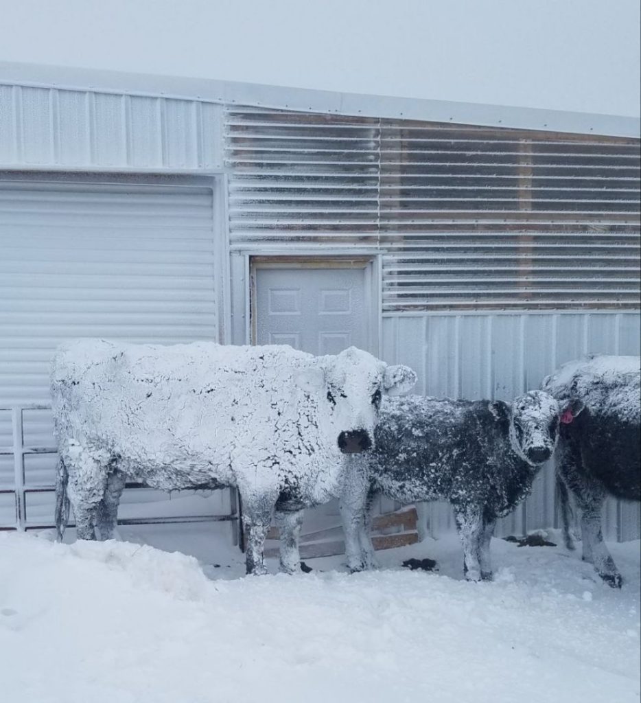 cow, snow