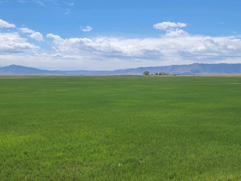 Green Pasture