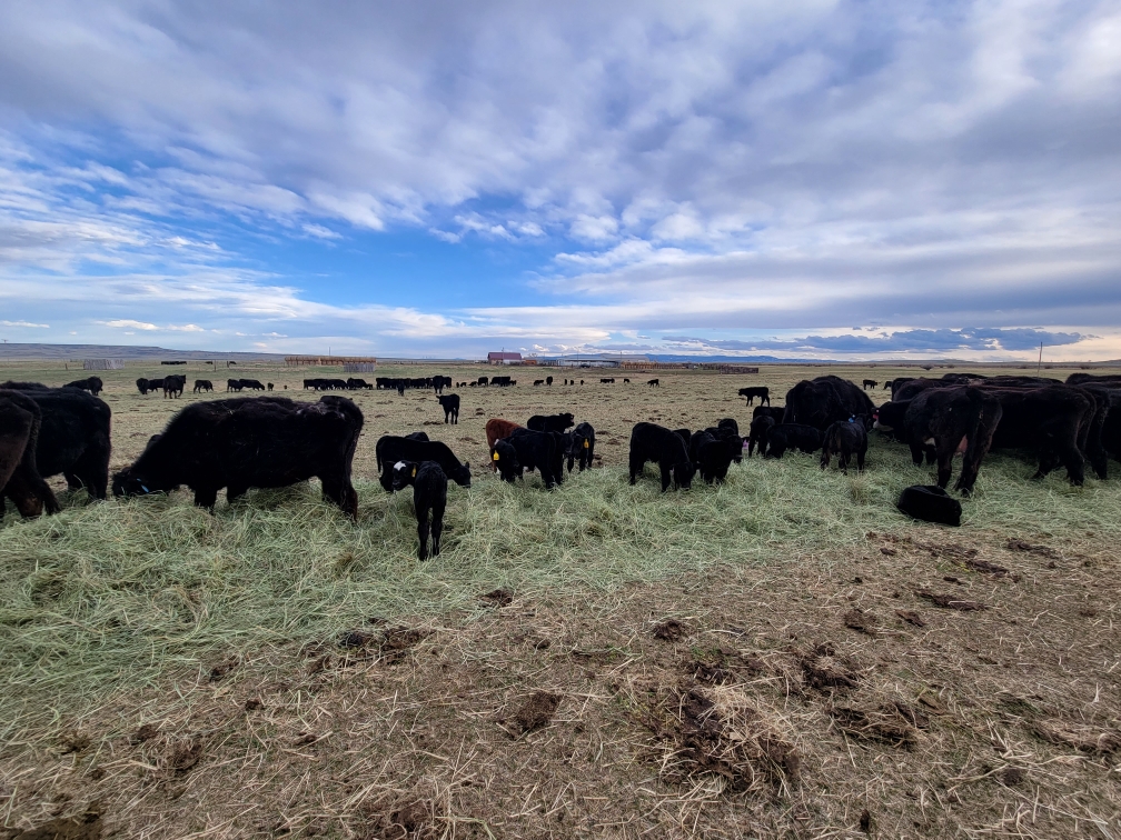 Cows, calves