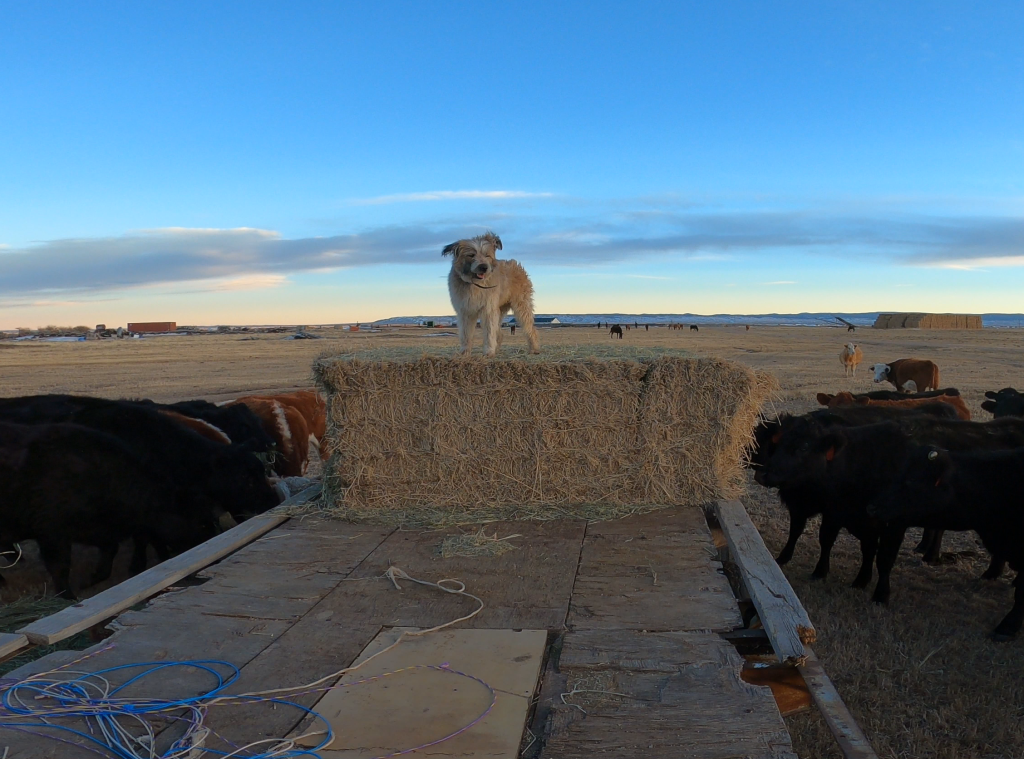 Dog, Cows, Feeding
