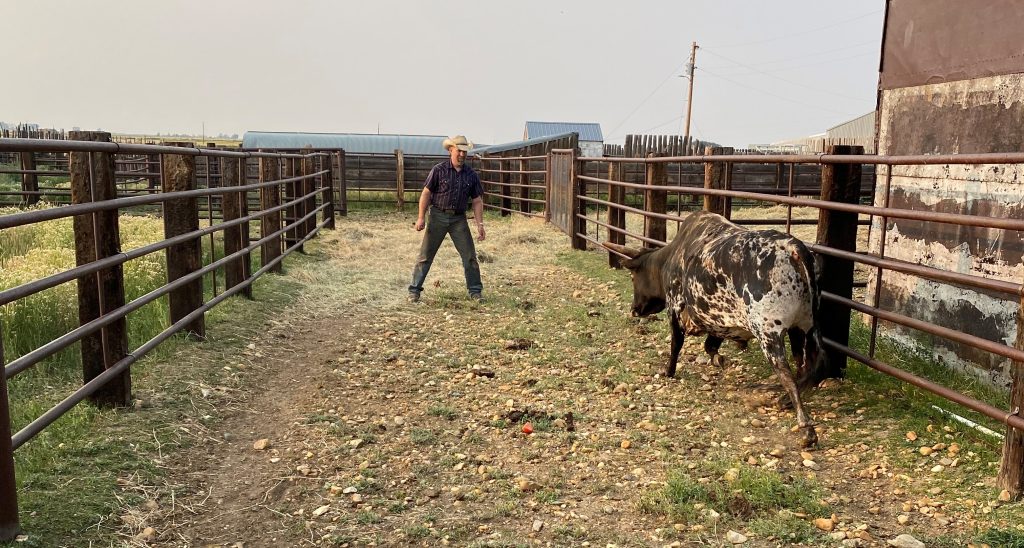 Bull, Cowbuy