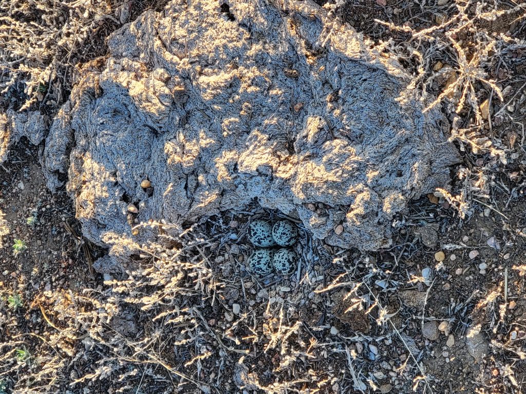 Camo Eggs
