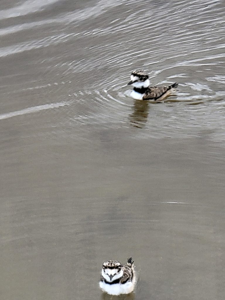 Birds. Killdeer