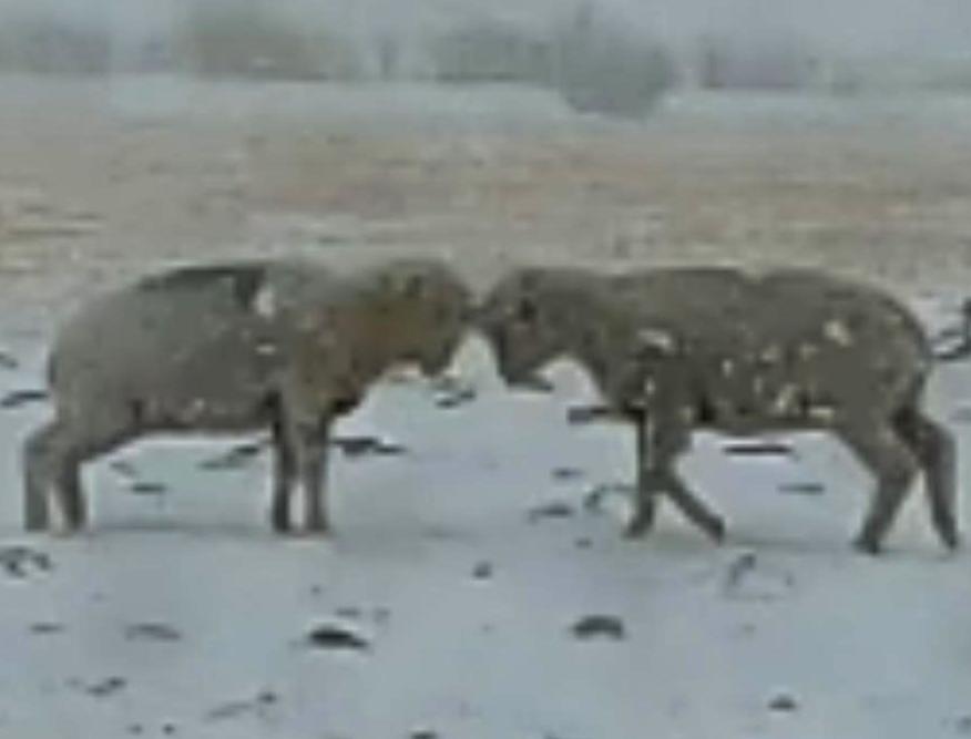 SHEEP FIGHT