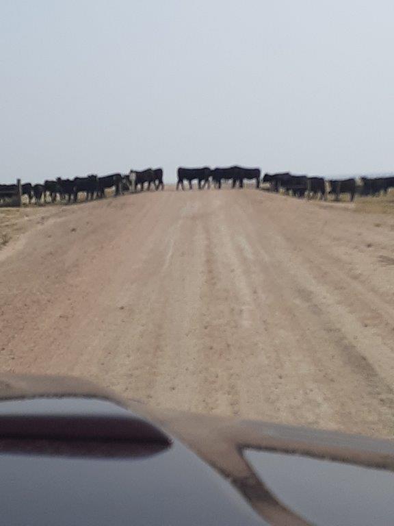 Trafic Jam