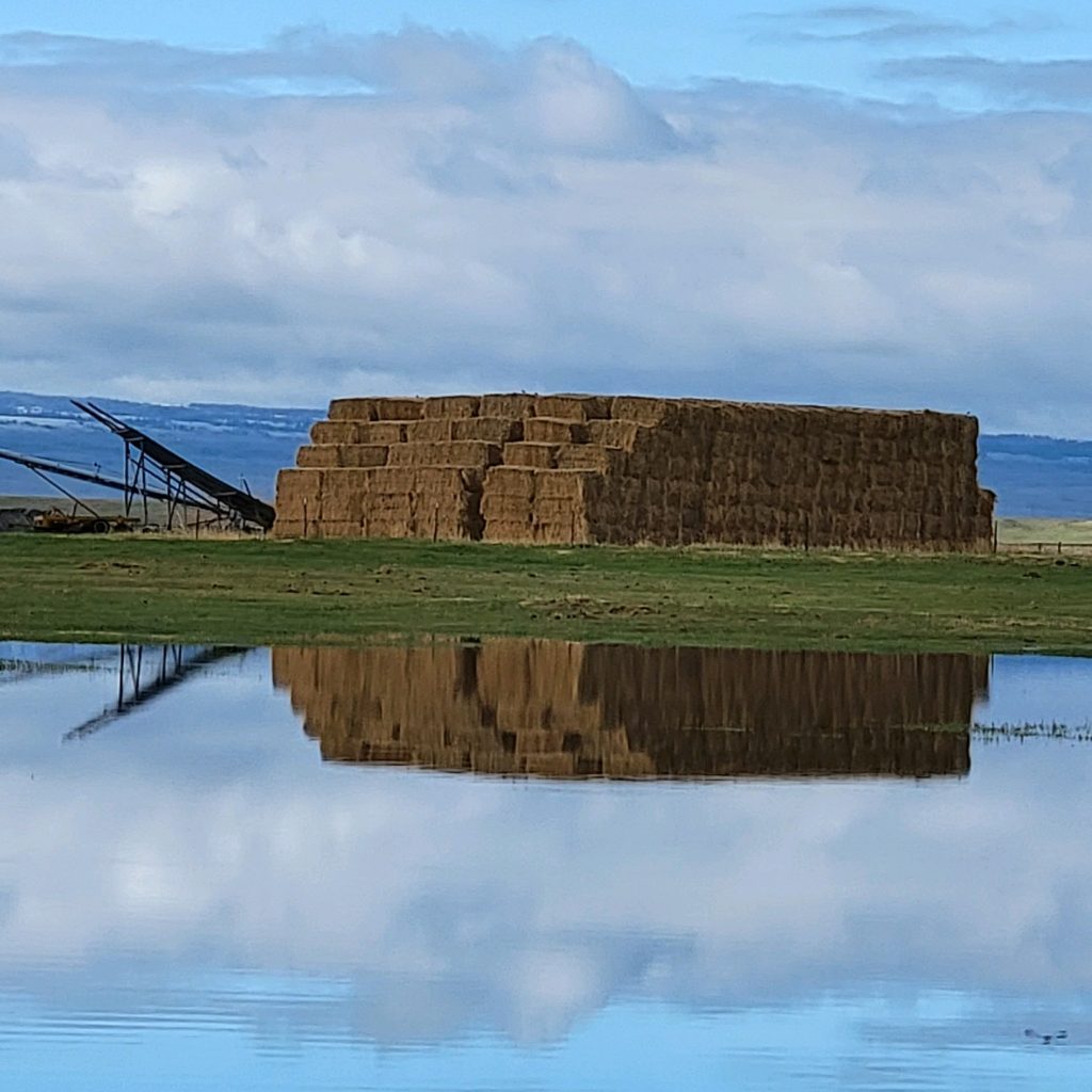 Hay Reflection