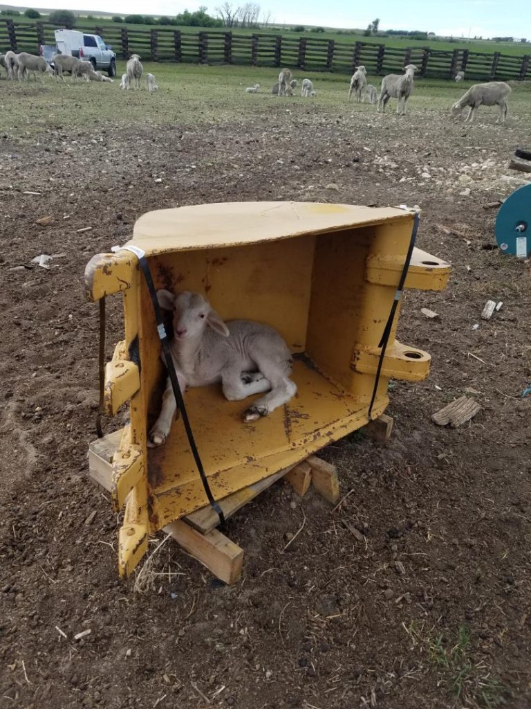 SHEEP bUCKET
