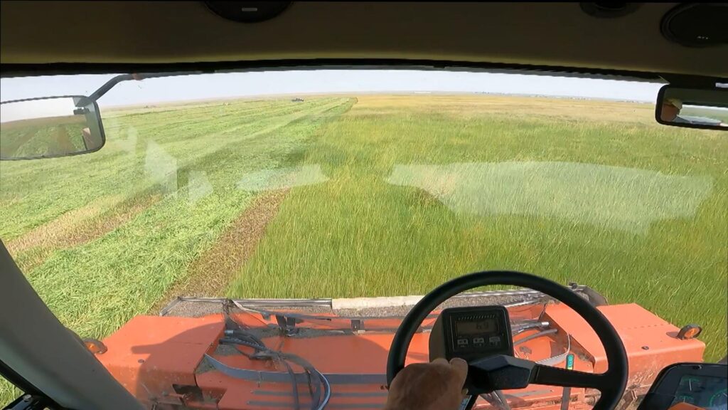 Great Scout Cutting Hay
