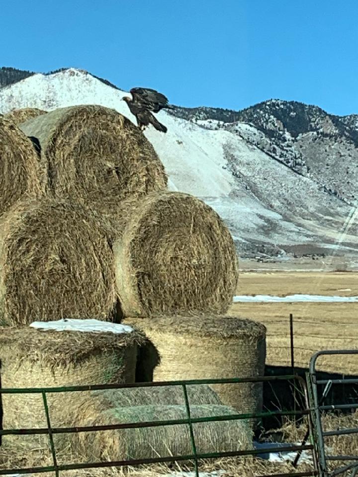 Eagle on Hay Bales