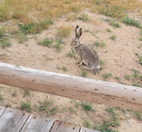 RABBIT