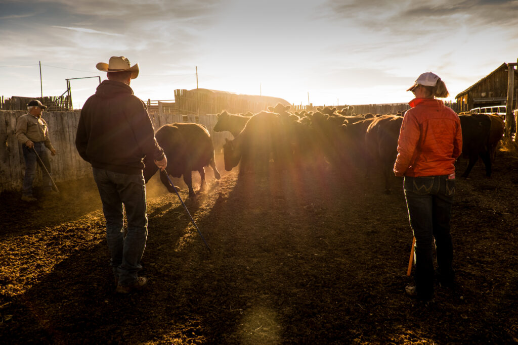 Pep Cows